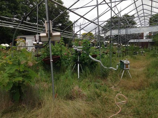 No acclimation: flexible responses of photosynthesis to different temperatures in American elm