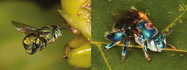 Male and female scents of the neotropical orchid Catasetum arietinum