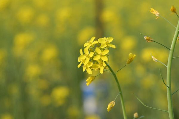 Below-ground plant competition alters attractiveness to pollinators