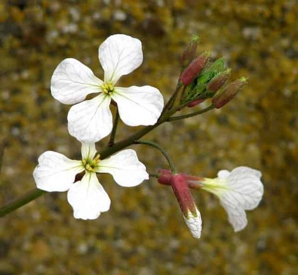 Thirsty? Learn from the drought escape strategy of an invasive radish plant!