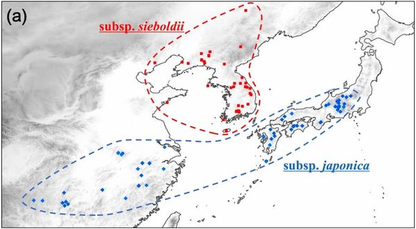 Complex evolution in an East Asian Magnolia species