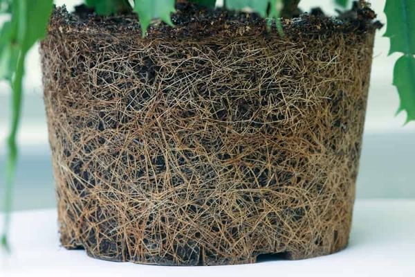 As above, so below? Comparing above- and below-ground functional traits