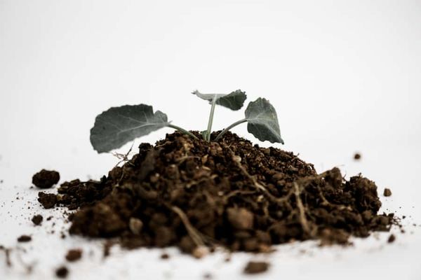 Invasive plants can homogenize soil pathogens
