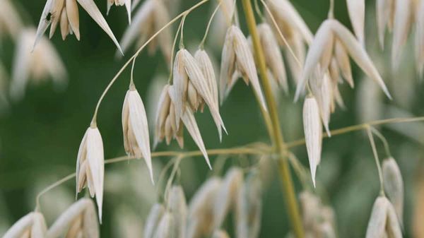 Sunshine makes oats healthier