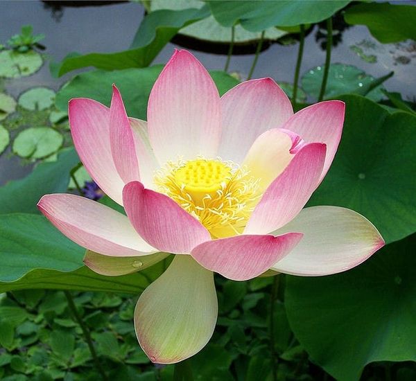 A thread about ideas for  Botany One  plant stories…