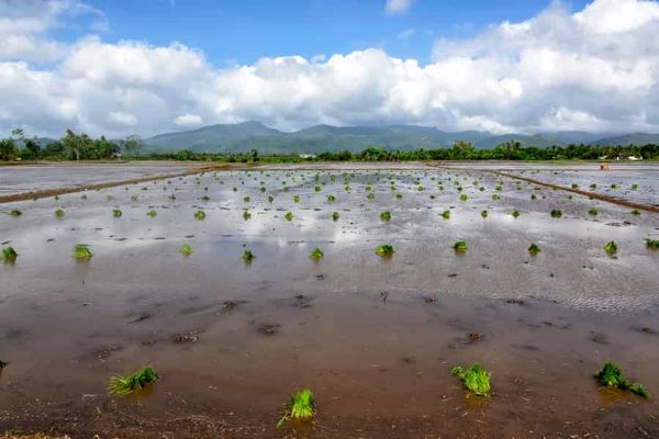 Tracking down the DNA for salt removal in a rice leaf sheath