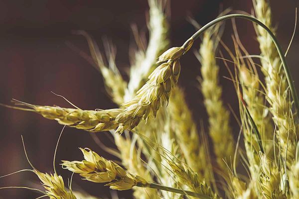 Proteomics of grain yield-related traits in wheat