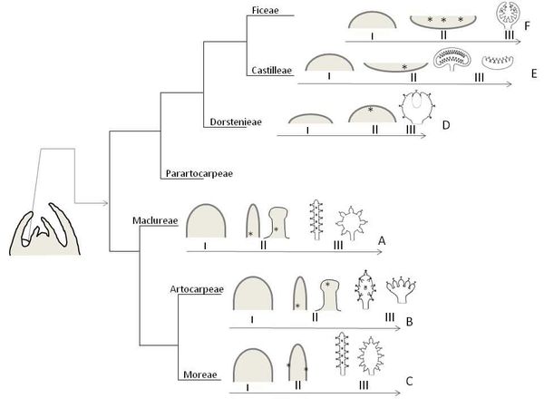 Moraceae inflorescence development highly variable even for similar pollination modes