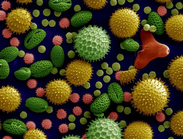 Research uncovers a gene that gives pollen grains their unique shapes
