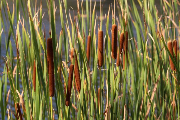 Coordination of leaf water supply and demand in aquatic and land plants