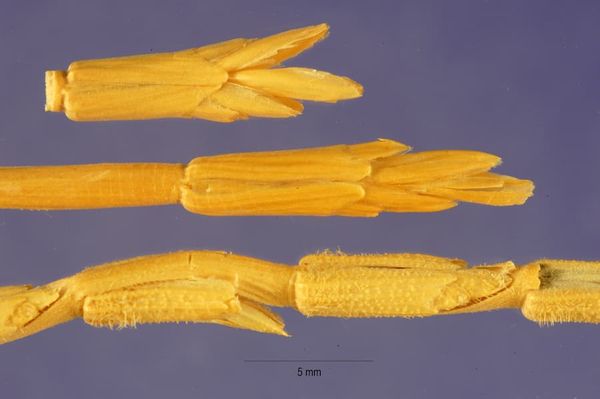 Is shattering in Aegilops longissima controlled by overlapping gene expression?
