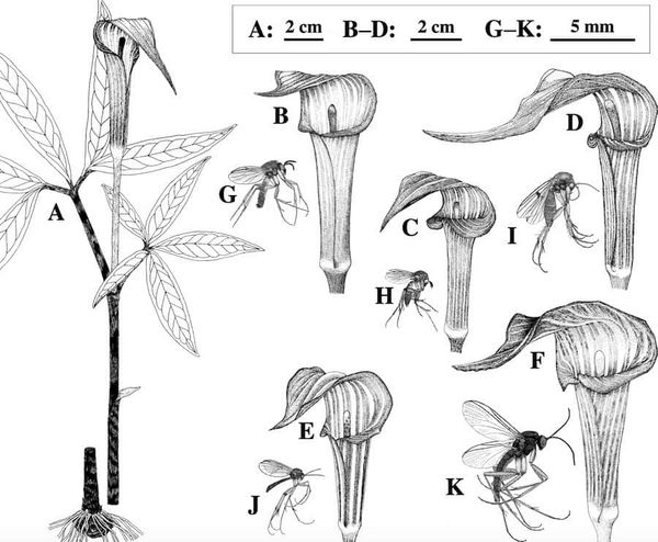 Pitfalls between fungus gnats and plant pitchers
