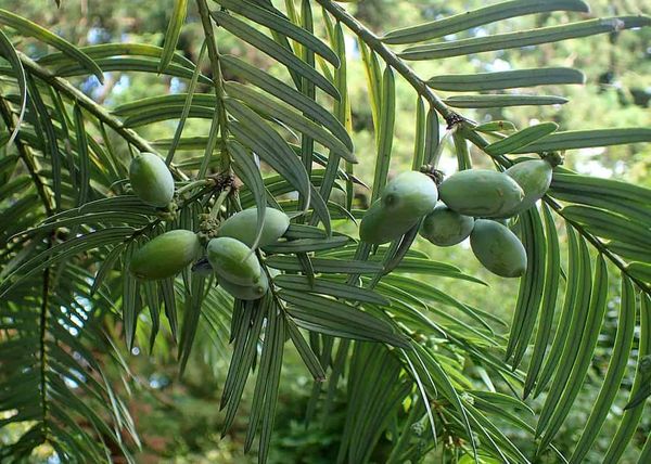 Settling the debate: Plum ‘yews’ are in a separate family to yews