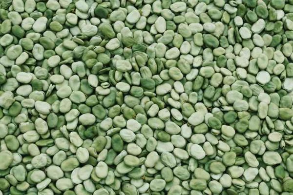 VfODB, a comprehensive database for faba bean improvement