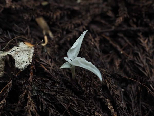Hungry for fungi: green mycoheterotrophic plants are far more common than previously thought