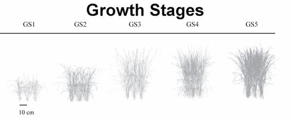 How much nitrogen does rice need to produce high yields?