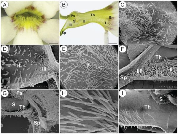 A carnivorous plant that feeds its pollinators