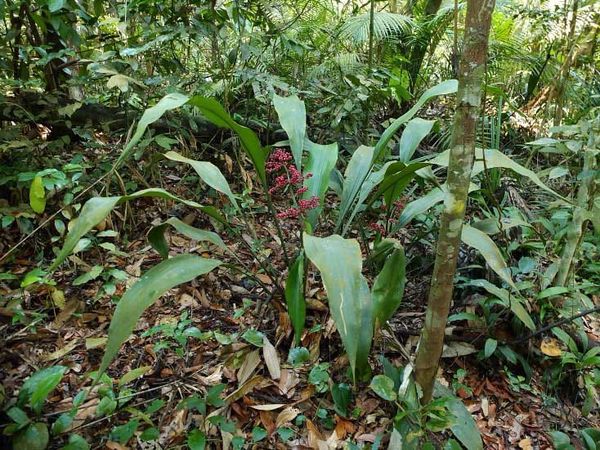 Clonal female populations dominate the tropical herb genus, Hanguana