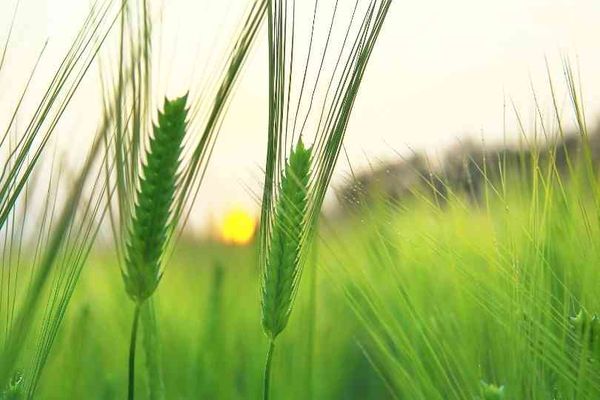 Identifying QTLs for dynamic photosynthesis in barley