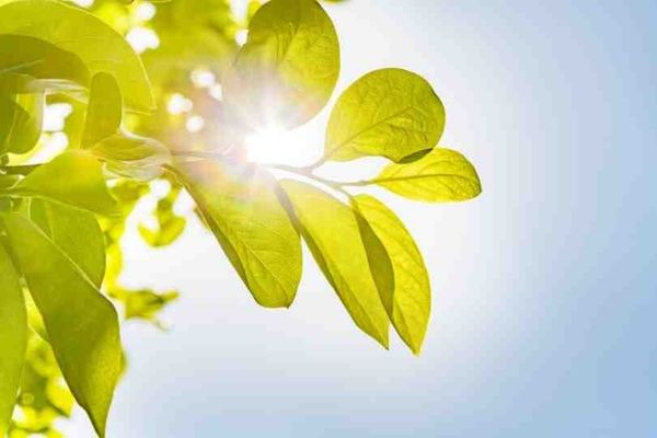A new system for simultaneous measurement of photosynthesis and solar-induced fluorescence