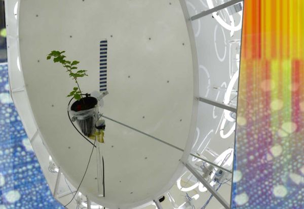 Dissecting growth responses to gravity and light in poplar trees