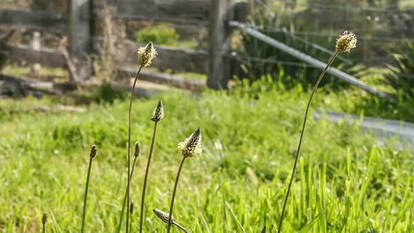 Agriculture changes plant disease dynamics in nearby wild plants