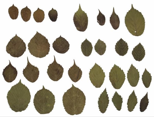 Embracing the variability within a single plant species: how and why we need to study it