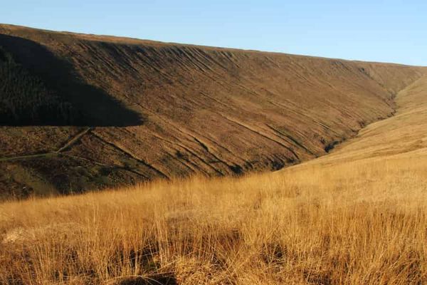 Stomatal traits do not determine species range via abiotic stress tolerance in Pooideae