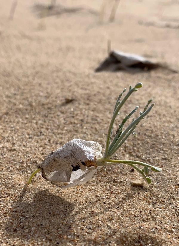 Una carrera contra el tiempo: resguardando semillas para proteger plantas amenazadas en California