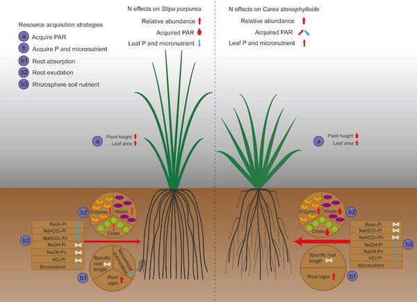 Above- and below-ground factors determine the effect of added nitrogen