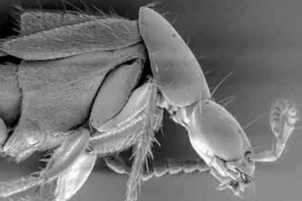 Trapping pollinators with hot and smelly flowers: different strategies for different insects!