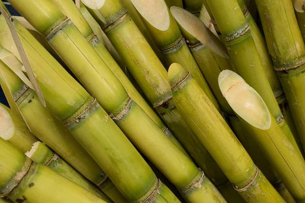 A more realistic model of sucrose accumulation in sugarcane
