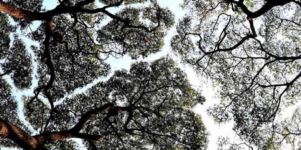 Tree crowns avoid colliding in 3D