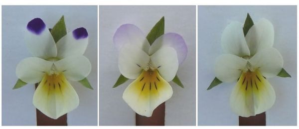 How will plants cope with fewer pollinators?