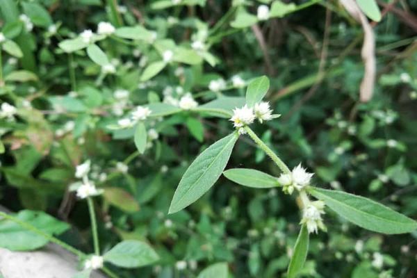 A warming climate will change plants’ responses to herbivores in different ways