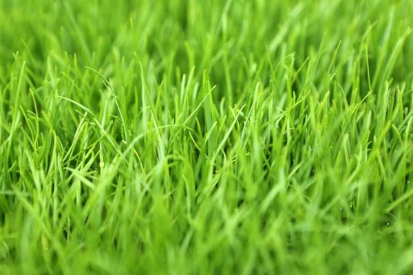 Keeping plants off-balance in one location can give a species greater stability