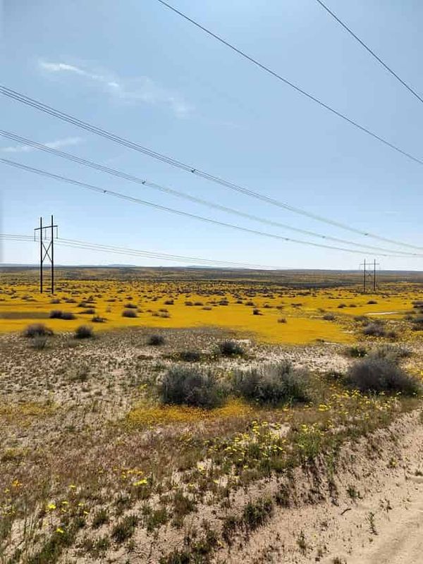 Los paneles solares pueden ser buenos para las ciudades — pero ¿qué pasa con las plantas que viven debajo?