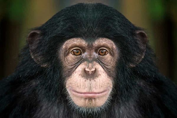 Studying plant remains at the entrance and the exit of a chimpanzee