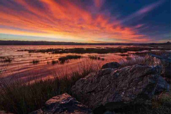 The importance of soil seed banks to invasive plant species