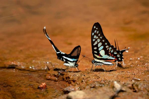 Microclimates in herb patches can provide refuges for overheating insects