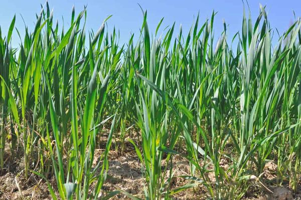 When the wind blows, what happens to wheat?