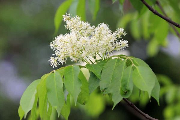 The mighty ash, tree of materials, mythology and medicine