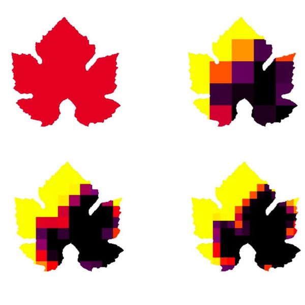 absorbed PAR flux Q