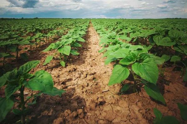 The roles of melatonin in soybean drought tolerance