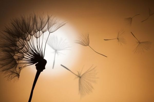 Simulating the effects of local wind reduction on shrub seed dispersal
