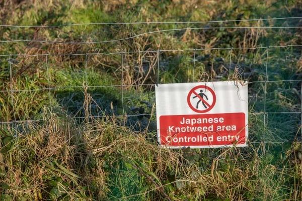 Predicting native plant responses to Japanese knotweed invasion