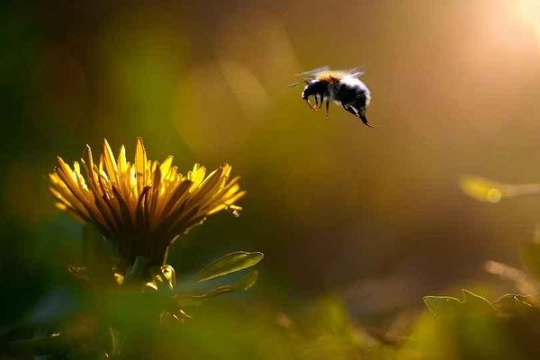 Do flowers removed of nectar and pollen attract fewer bumblebee pollinators?