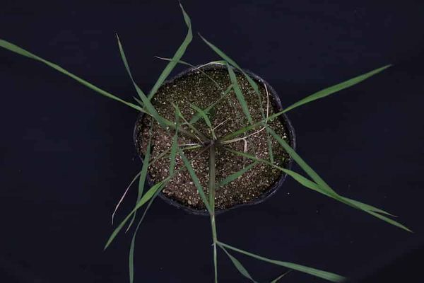 The Why and How of Horizontally Expanding Leaf Patterns