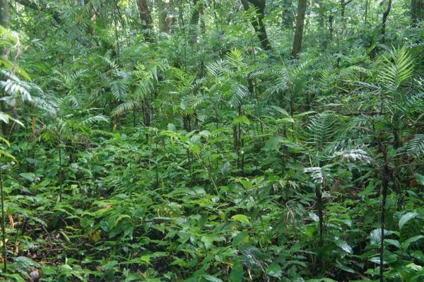 El tamaño y requerimiento de luz de las plantas puede determinar el futuro de todo un bosque
