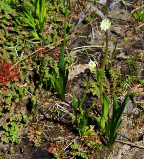Triantha occidentalis es una nueva especie de planta carnívora
